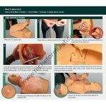 CPR-Mannequin-Half-Body-Training-Model