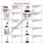 Physiological-Models
