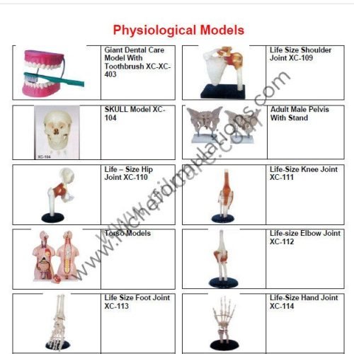 Physiological-Models